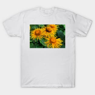 Inula Sunflowers macro T-Shirt